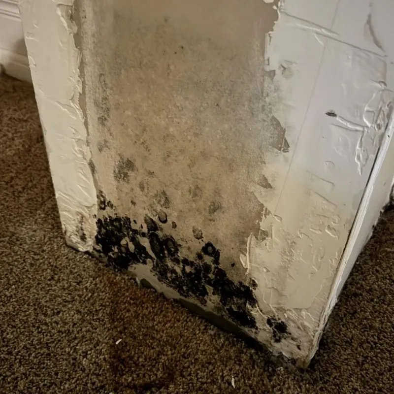Professional Mold Removal in Lakeview, OR
